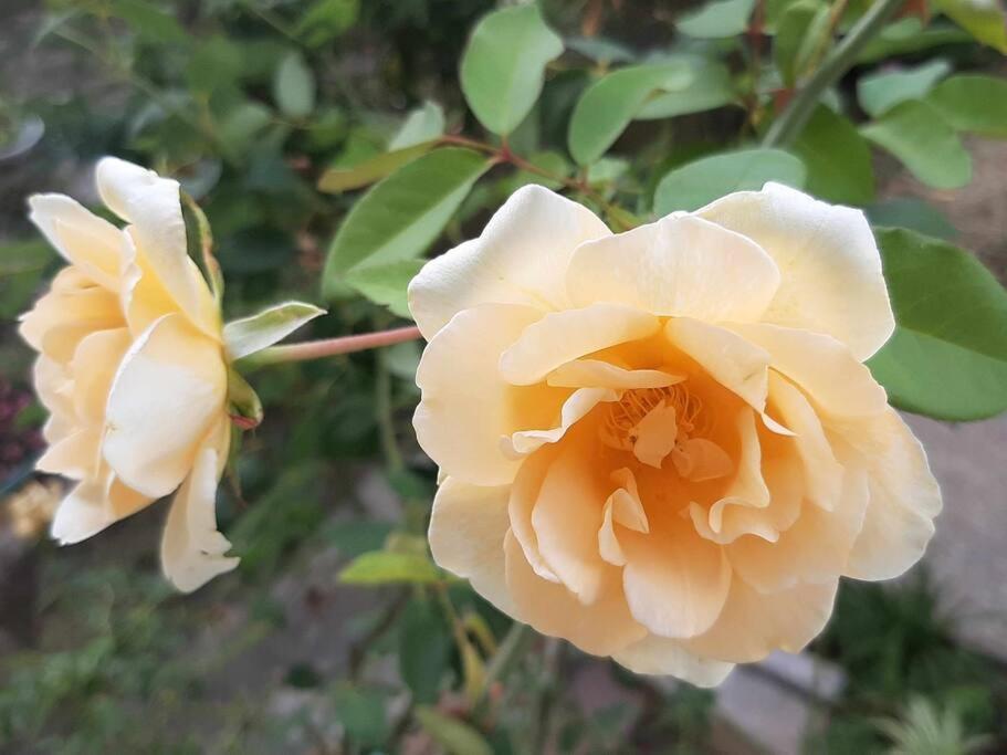フィレンツェVillino La Rosa Anticaアパートメント エクステリア 写真